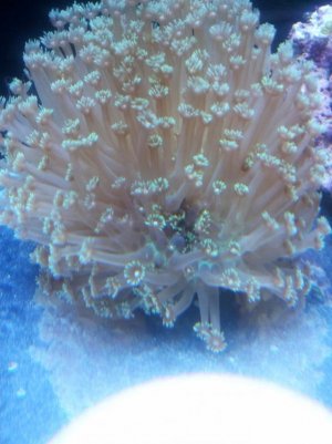 Goniopora 2.jpg