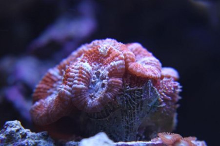 Acan.jpg