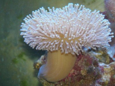 fish tank 011.jpg