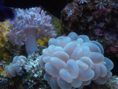 fish tank 023.jpg