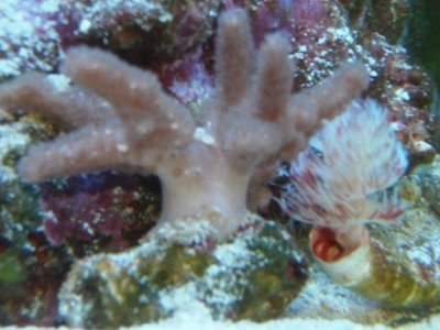 fish tank 025.jpg