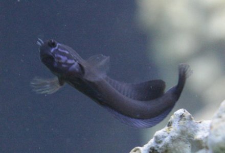 Blenny ID 20111123_IMG_0352_cr RC.jpg