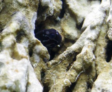 Blenny Head 2 20111123_IMG_0362 RC.jpg