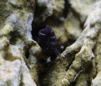 Blenny Head 3 20111123_IMG_0359 RC.jpg