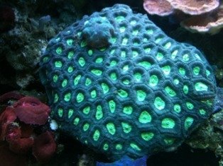 ImageUploadedByTapatalk1322088000.169806.jpg