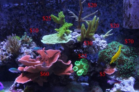 prices1 copy.jpg