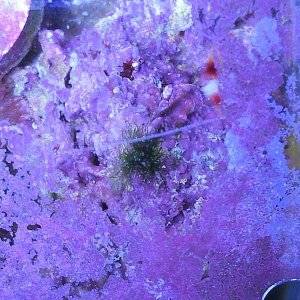 Gha spot macro.jpg