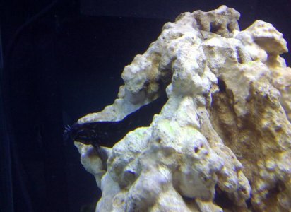 Blenny on Rock 2 IMG-20111124-00381.jpg