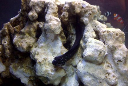 Blenny on Rock1 IMG-20111124-00380.jpg