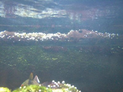 purplish slime and air bubbles on return spraybar.jpg