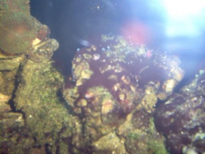 purplish slime on rocks.jpg