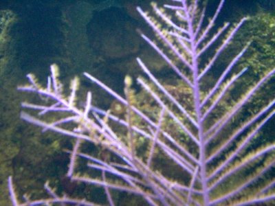 purple gorgorian after 2 months in Tank.jpg