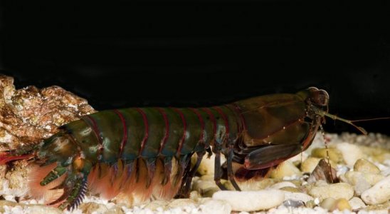R oxyrhyncha male Nov 23 2011 b med.jpg