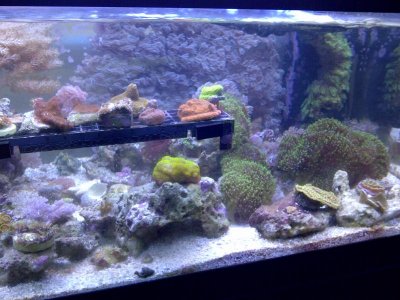 12152011 coral 011.jpg