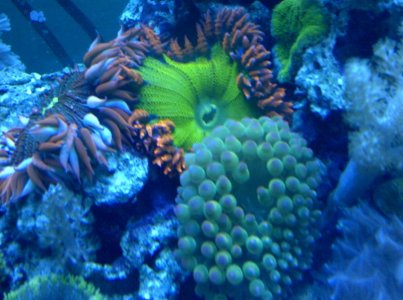 12152011 coral 008.jpg