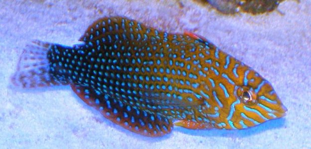 Potters Wrasse.jpg