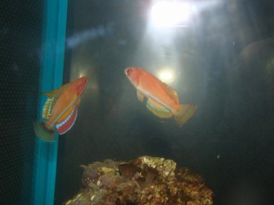 Mc.Wrasses1.jpg