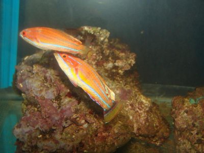 Mc.Wrasses2.jpg