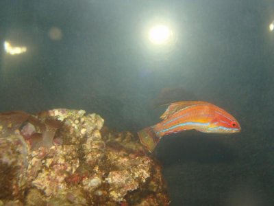 Mc.Wrasses4 M.jpg