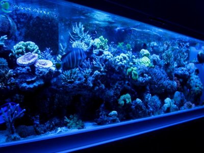 FTS VHO.jpg