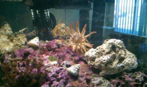 happy anenome.jpg