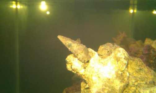 anenome moved to crab for 1 day.jpg