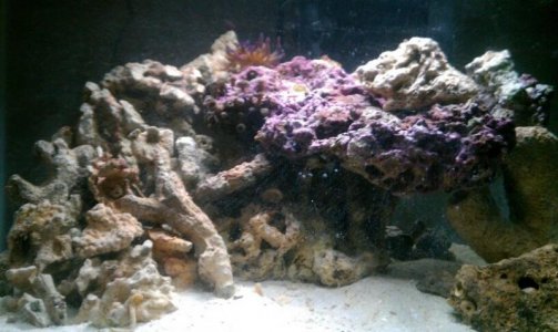 new tank.jpg