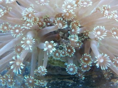 Goniopora update (800x600).jpg