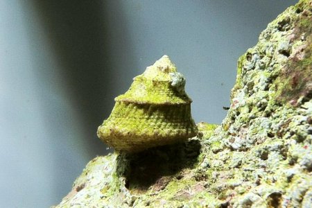 snail hitch hiker.jpg