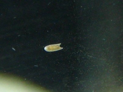 flatworm.jpg