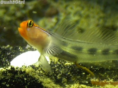 redhead_goby27.jpg redhead_goby27.jpg
