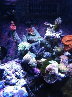 Acro.jpg
