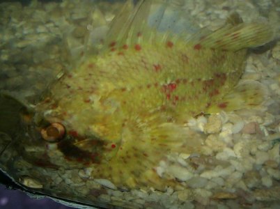 hawaiin scorp from les.jpg