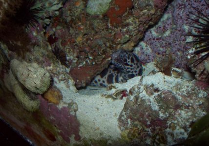 tiger_moray2.jpg