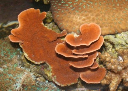 montipora.061111.jpg