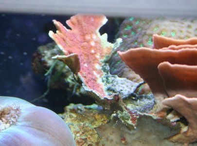 montipora.083111.jpg