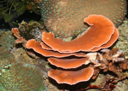 montipora.112611.jpg