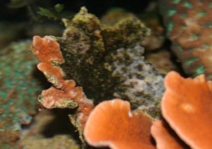 montipora-disease.112611.jpg