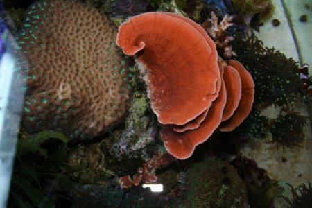 montipora.120411.jpg