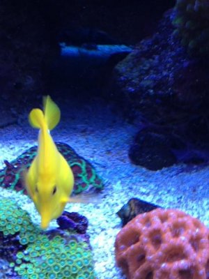 fat yellow tang 2.jpg