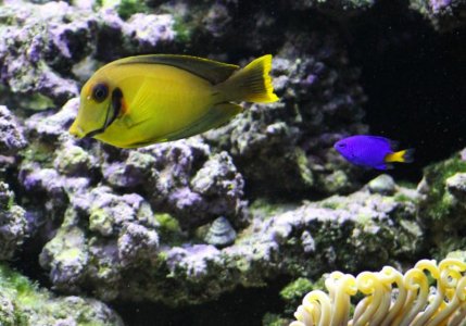 mimic tang adult.jpg