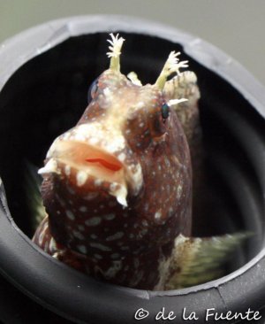 starry_blenny2.jpg