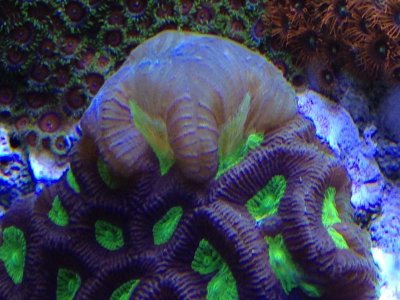 Coral Swelling 1.jpg