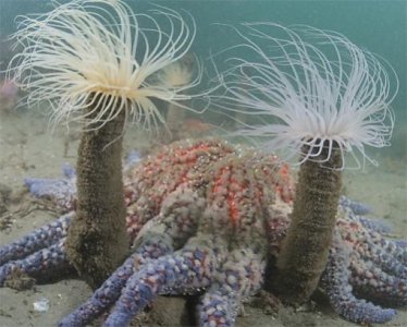 tube anemone.jpg