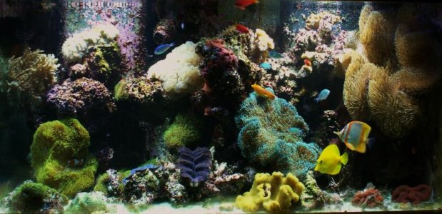 Reef Tank Nov 29 2011 (9).jpg