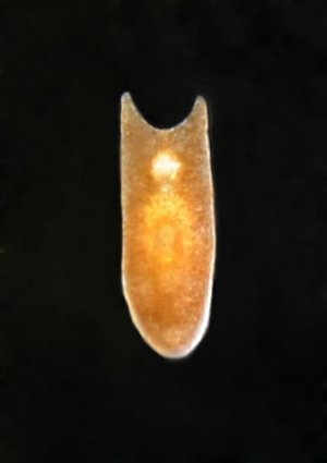 brown flatworm.jpg