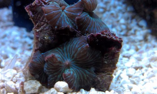 Shroom.jpg