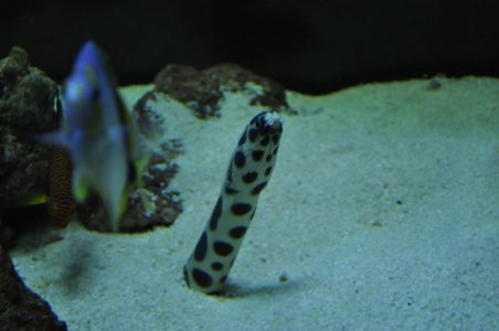 eel3.jpg