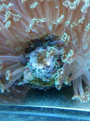Giniopora latest update (800x600).jpg