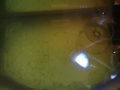 Larval clown tank day 1 from Dec. 9 2011.jpg